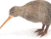 نيوزيلندا تشهد ميلاد أول طائر كيوى أبيض