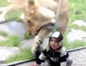 بالصور.. أسد يهاجم طفلاً اعتقد أنه حمار وحشى