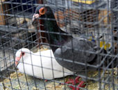 تربية الحمام فى تونس.. مائدة شهية وهواية محببة 