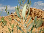 مستوطنون إسرائيليون يقطعون 60 شجرة زيتون مثمرة جنوب نابلس
