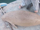 بالصور.. محميات البيئة تعثر على "عروسة البحر" بشواطئ سفاجا