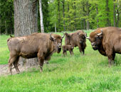 عودة "البيسون" إلى موطنه الأصلى رومانيا بعد غياب قرنين من الزمان