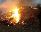 "زراعة الغربية": توفير الدعم لمواجهة السحابة السوداء والاستفادة من القش