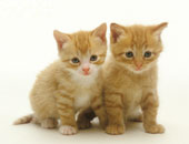 دراسة خطيرة: اقتناء القطط يعرضك للإصابة بالجلوكوما وفقدان البصر
