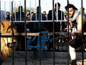 صحيفة تصف العيسوى بـ"أقوى رجل فى العالم" لتغلبه على الأسد