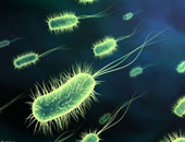علماء يكتشفون بكتيريا سامة للإنسان تقتل الخلايا السرطانية