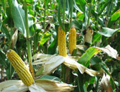 "الزراعة": ارتفاع المساحات المنزرعة من الذرة لـ2.6 مليون فدان وجارى الحصر