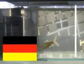 السمكة كوى تتوقع فوز ألمانيا على إيطاليا