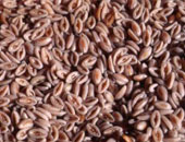 مصر والصين تتصدران قائمة مستوردى الحبوب من أوكرانيا فى 2019-2020