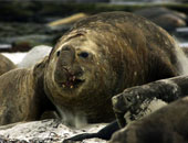 أنفلونزا الخنازير تصيب أنثى فيل البحر