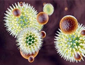 دراسة أمريكية: اكتشاف 5 فيروسات بالجسم مسئولة عن الإصابة بالأمراض