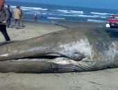 ننشر صور حوت كفر الشيخ قبل وضعه فى معهد البحوث المائية 