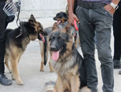 "هول" أول كلب بوليسى فى تاريخ الشرطة المصرية.. كُتبت فى مدحه الأشعار