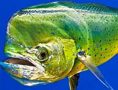 علماء: تلوث نفطى يؤثر على نشاط أسماك الماهى ماهى