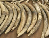 اجتماع دولى لمكافحة الاتجار بالعاج وقرون وحيد القرن