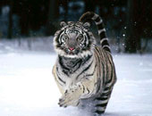 مهرجان ثقافى خاص لحماية النمر السيبيرى فى الصين