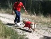 بالفيديو.. الكلاب تؤازر أسبانيا فى المونديال