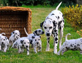 دراسة: تربية الكلاب المنزلية تحد من خطورة حساسية الصدر للأطفال