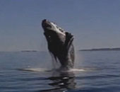 الاستعانة بأجهزة "أيباد" و"أيفون" لحماية الحوت الحر فى الأطلنطى 