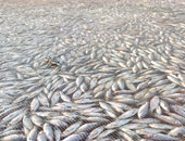 "الصحة": إعدام أسماك نافقة معروضة للبيع بالبحيرة