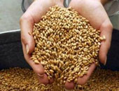 انخفاض انتاج القمح الفرنسى بنسبة 30% 