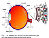 خلايا شبكية العين تساعد على تأخير أعراض اضطرابات الرحلات الجوية الطويلة