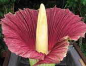 زهرة "الجثة" تتفتح فى واشنطن زهرة استوائية مشهورة برائحتها التى تشبه اللحم المتعفن