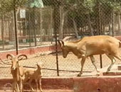  مالك حديقة حيوان خان يونس يعرض الحيوانات المتبقية للبيع