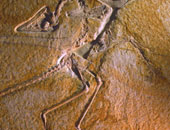 الصين تكتشف آثار أقدام لحفرية ديناصور تعود إلى 100 مليون عام