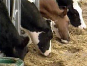 الحمى القلاعية تضرب 23 ولاية فى الجزائر مهددة 2 مليون رأس من الأبقار