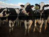"الزراعة" تستقبل  18 ألف رأس  أبقار هدية الإمارات لمصر آخر مارس المقبل