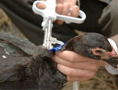 "العالمية للصحة الحيوانية": اكتشاف بؤرة إصابة بإنفلونزا الطيور فى دمياط