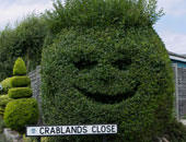 بالصور.. شجرة تضحك فى مقاطعة ساسكس ببريطانيا 