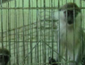 فى شارع شهاب هتلاقى نسانيس بيتى وبغبان بيقرأ الفاتحة