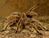 اكتشاف أكثر عنكبوت سام فى العالم بجنوب لندن