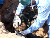 العثور على مقبرة جماعية تضم خمسة جنود بالجيش الليبي