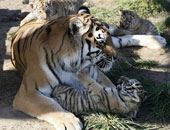 بالصور.. جرعة حنان من النمور لصغارها