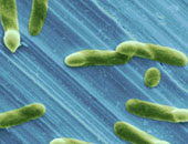 مركز مكافحة الأمراض الأمريكى: العثور على نوع بكتيريا يسبب مرضا استوائيا نادرا