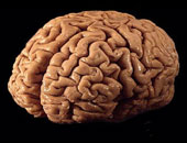 دراسة بريطانية: مخ الإنسان أقل إدراكا للنتائج السيئة