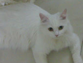 إصابة شخصين بالسل من عدوى لقطة أليفة فى بريطانيا