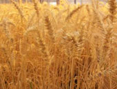 الزراعة: لجان مرورية بحقول القمح مع بداية طرد السنابل 