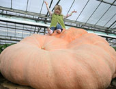 فنان يعبر مضيق بريطانى على متن ثمرة"قرع عسل"عملاقة 