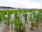 "الزراعة": الرى الحقلى بالمحافظات يوفر المياه لاستصلاح مليون فدان