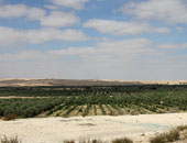 التقرير النهائى لـ"فساد القمح" يوصى بالتصوير الجوى لكافة الأراضى الزراعية