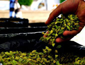 شعبة البن: 10% زيادة فى استيراد البن فى 2018 .. و "الأندونيسى" على القمة