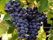 زيت بذور العنب يساعد فى علاج سرطان البروستاتا