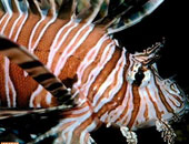 اكتشاف جين بالسمك الوحشى يحمى من السل والبرص 