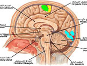 أستاذ مخ وأعصاب يقدم 6 طرق أساسية تؤدى للإصابة بالجلطة الدماغية