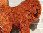 أغلى كلب فى العالم تبلغ قيمته أكثر من مليون يورو