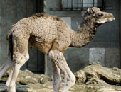 الحجر البيطرى بأسوان يستقبل 4500 رأس من الإبل واردة من السودان